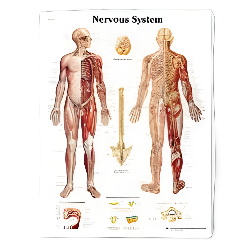 American 3B Scientific® Nervous System Anatomical Chart - High-Quality, Detailed Medical Poster
