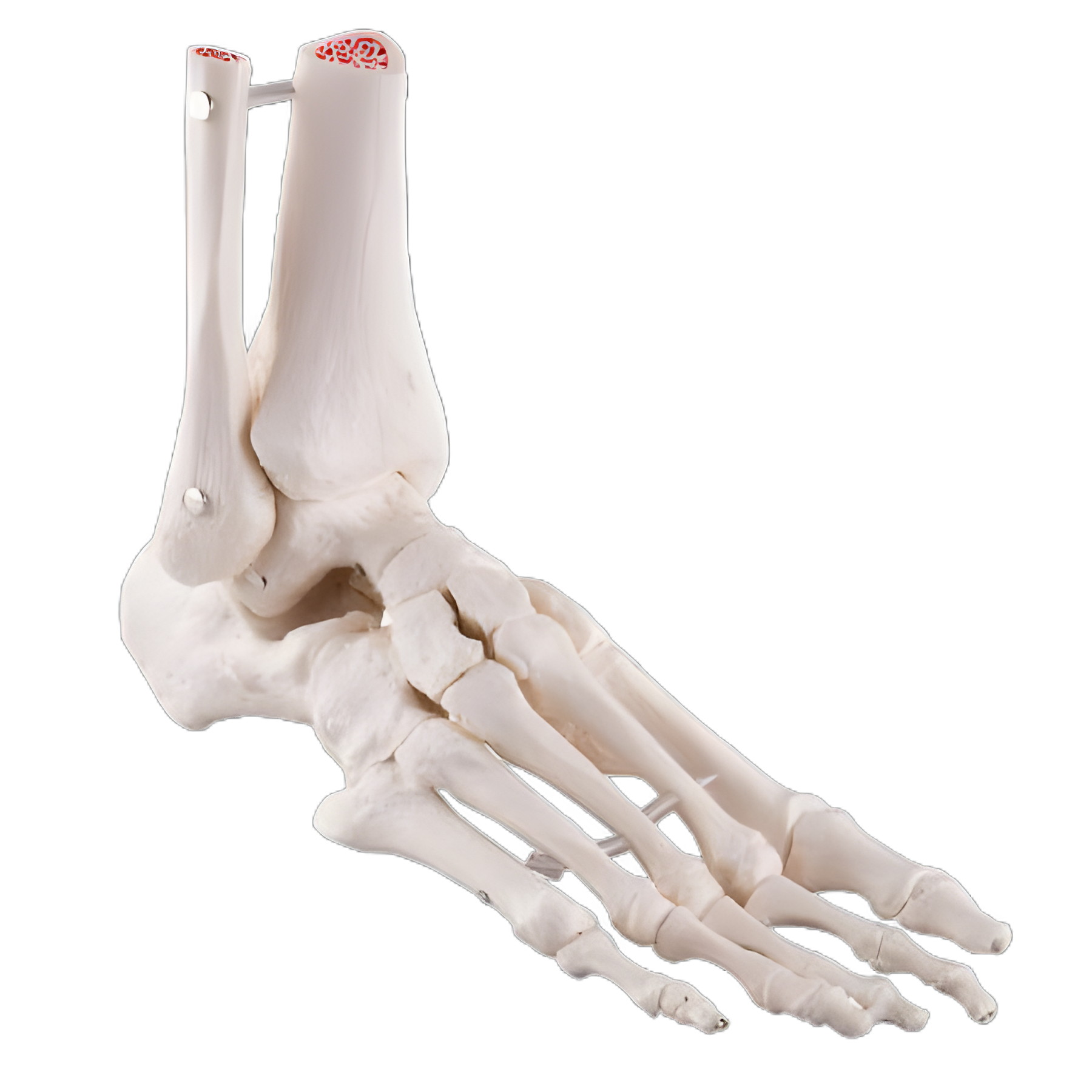 3B Scientific Human Anatomical Model - Right Foot with Ankle Skeleton, Adult, Gender Neutral