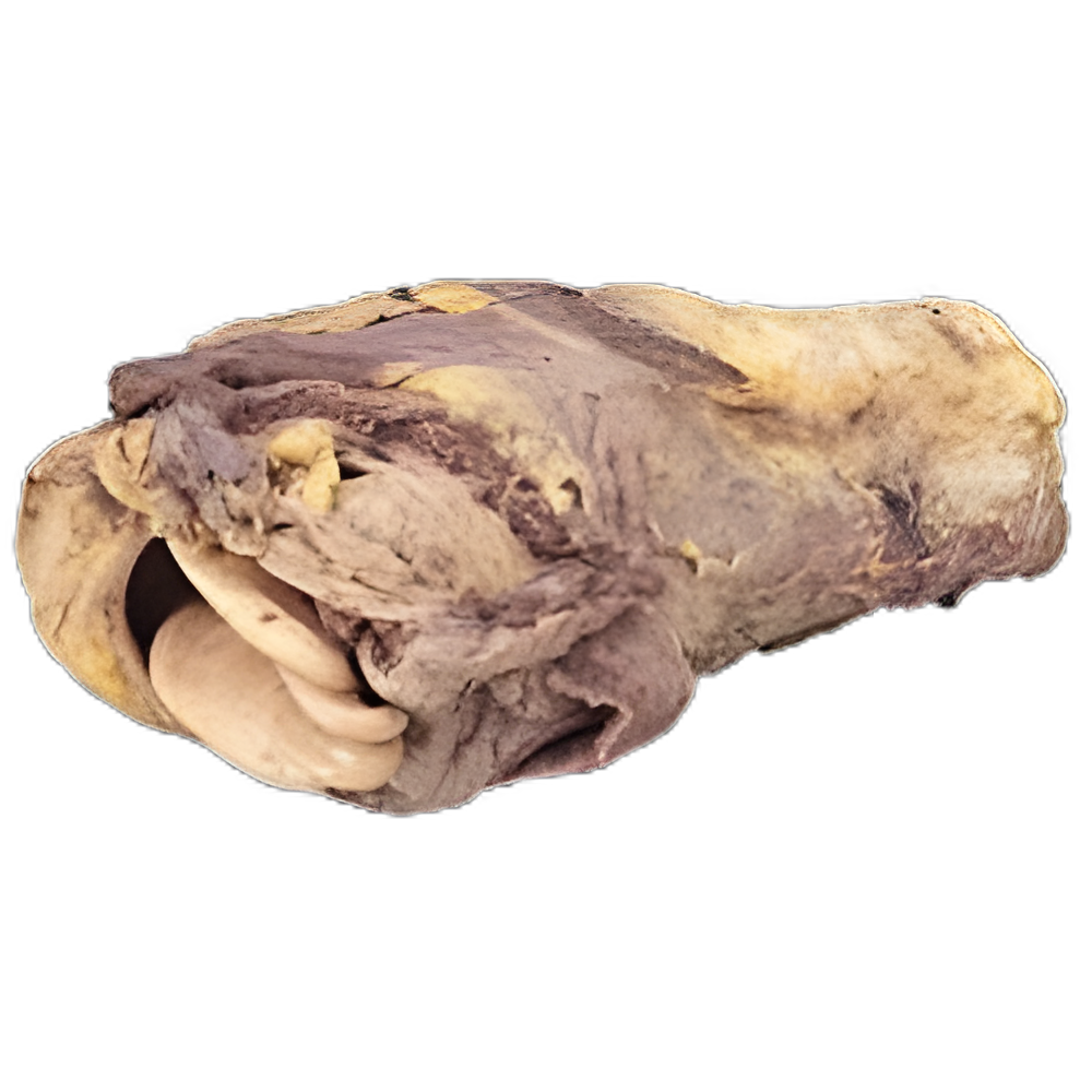Preserved Pig Larynx for Educational Dissection - Includes Epiglottis, Vocal Cords, & Trachea