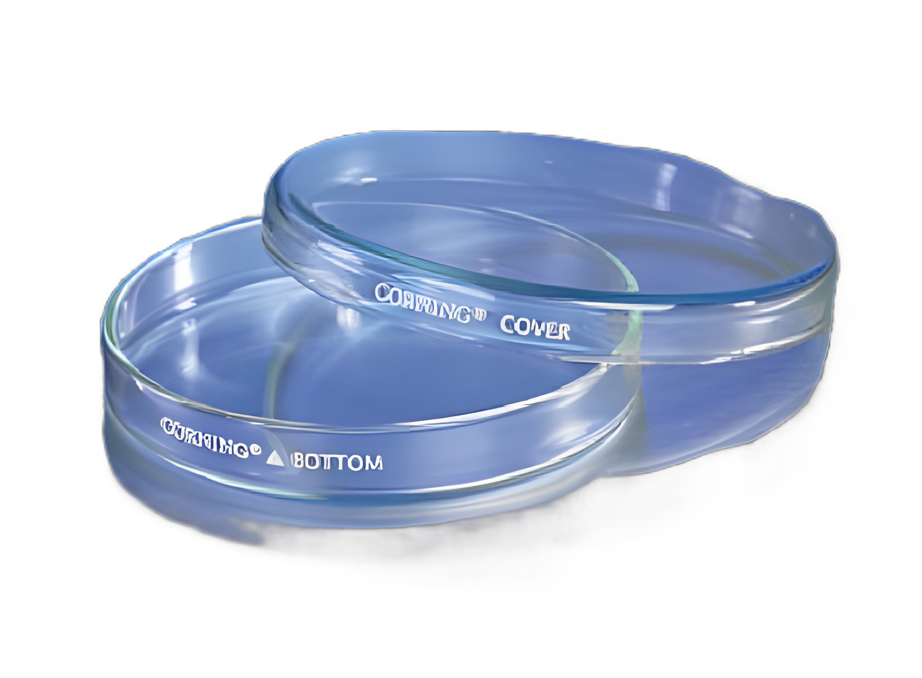 Petri Dish Corning™ Pyrex™ Vista™ Soda Lime Glass