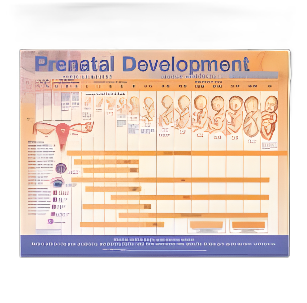 Prenatal Development Anatomical Chart - 20x26 inch, Laminated, Wall Mount, by Wolters Kluwer Health