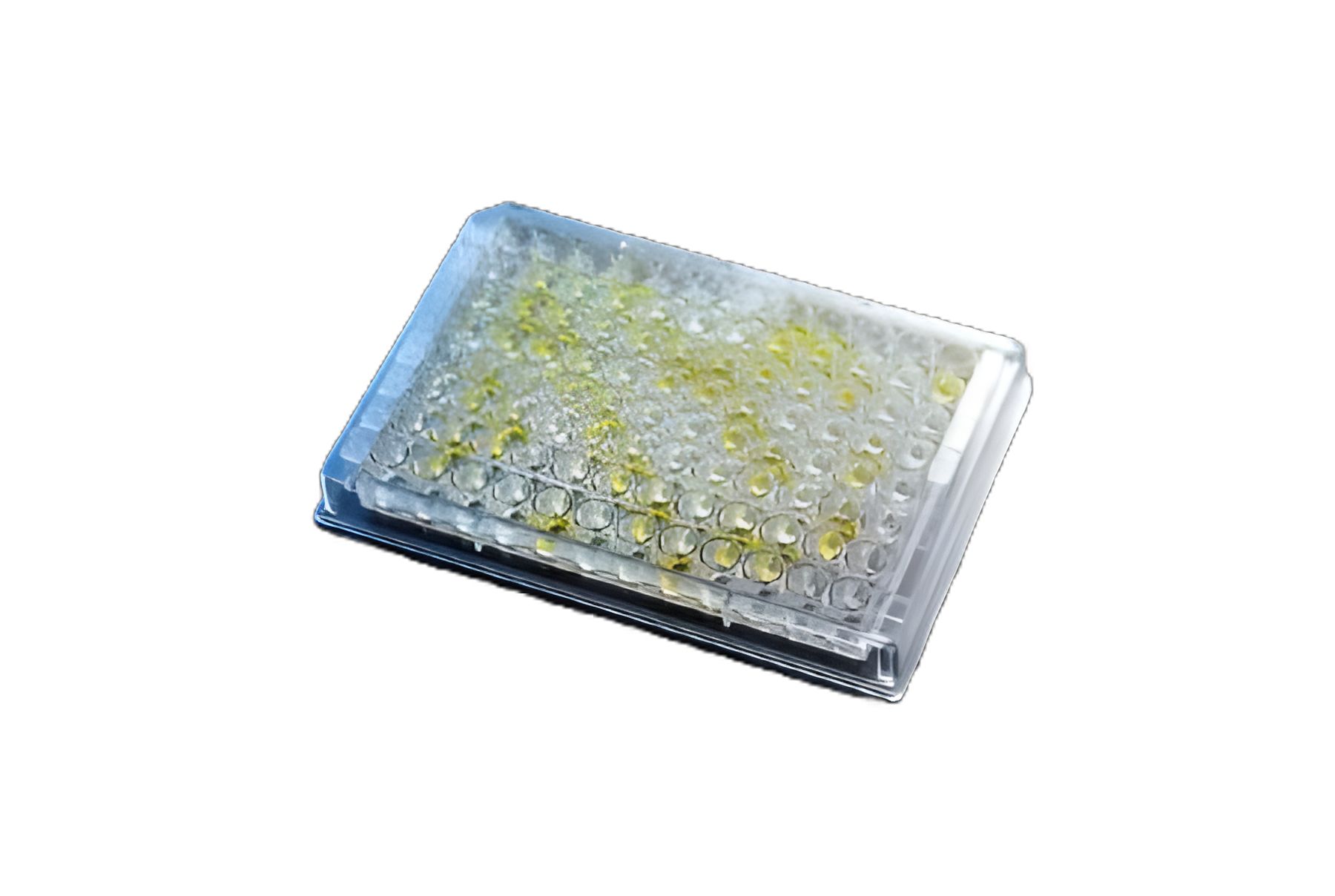 Premier® Adenoclone® 40/41 Adenovirus Test Kit - Enteric Adenovirus Serotypes 40 & 41 Detection - 48 Tests