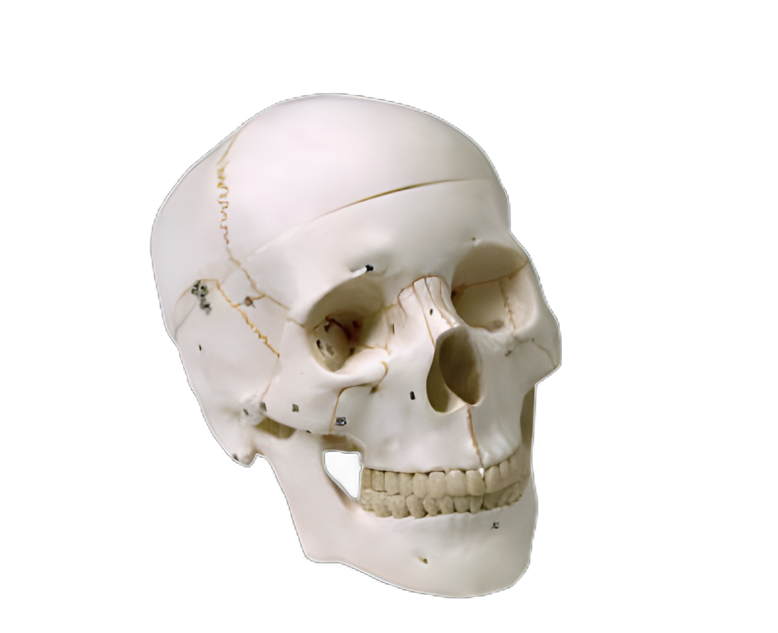 Life-Size Human Skull Model for Medical Training by Nasco Healthcare