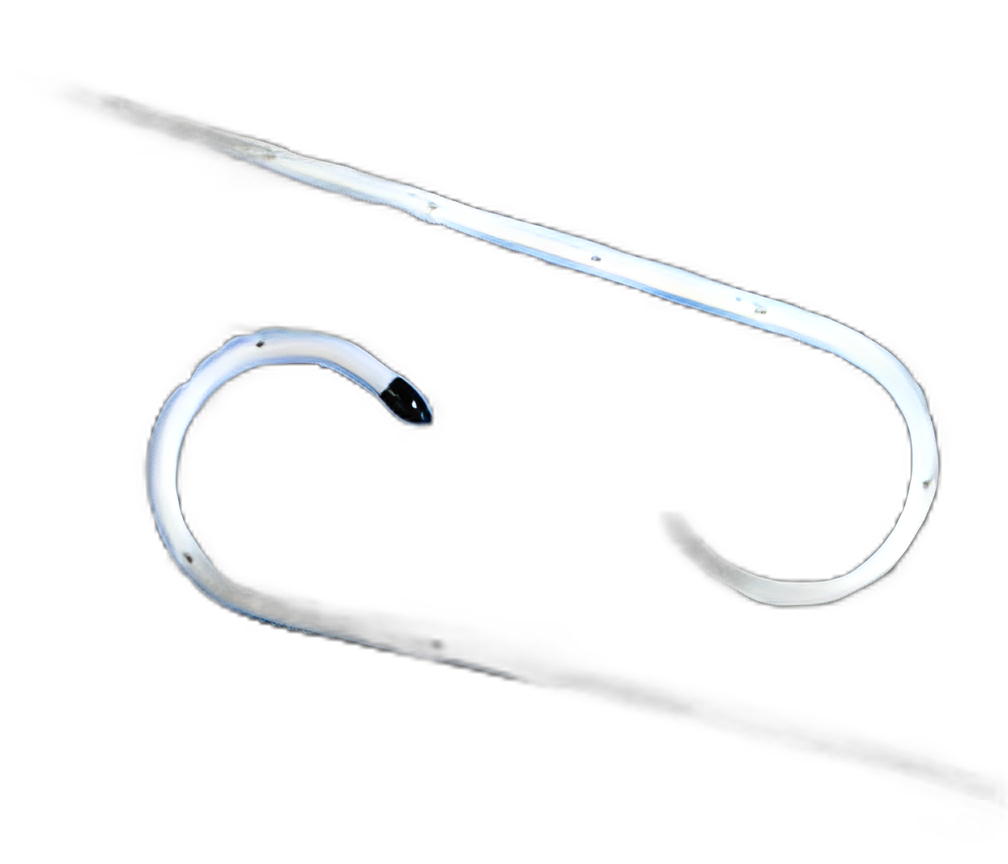 Ureteral Stent Double-J® Closed Tip 6.0 Fr. 26 cm Silicone