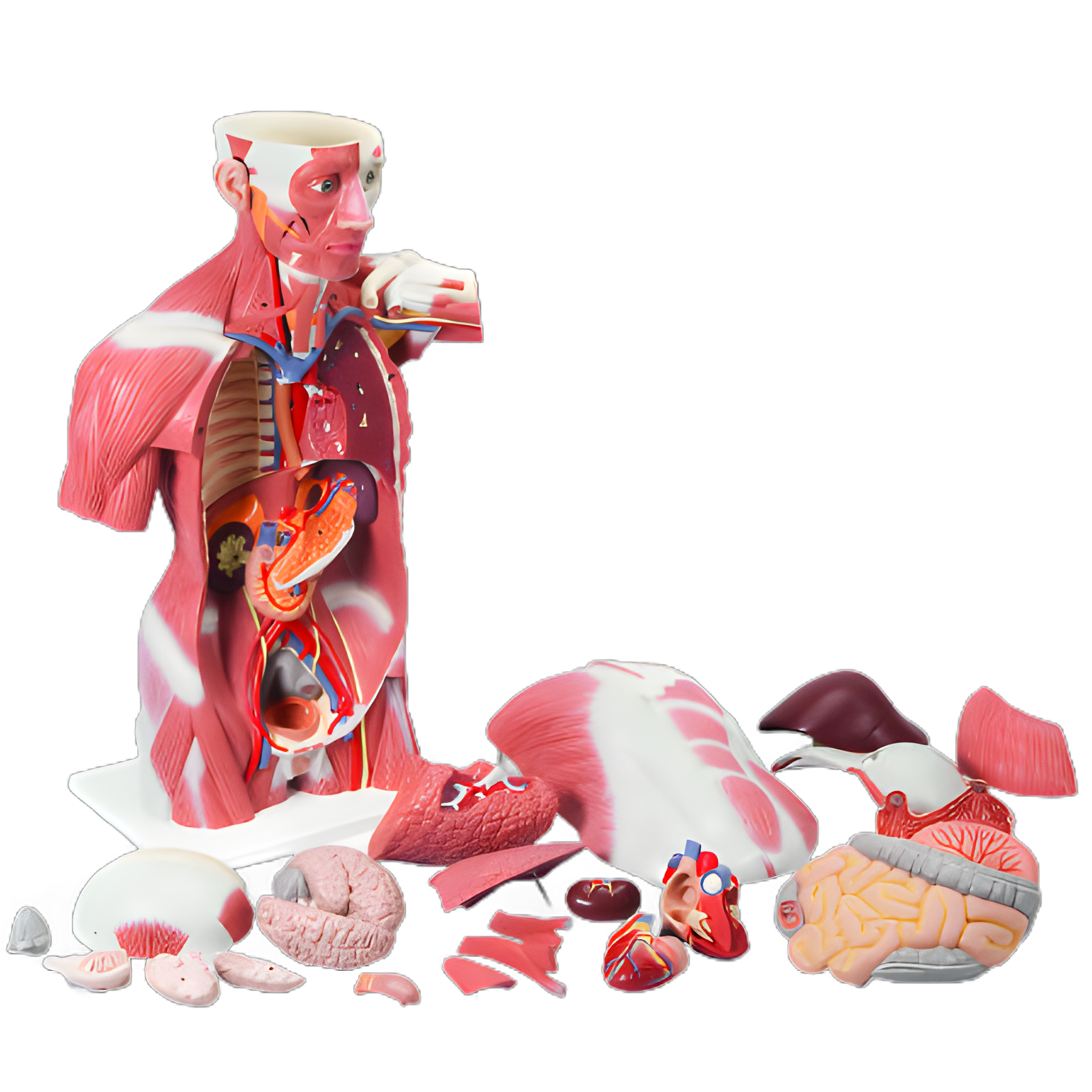 Life-Size 27-Part Muscle Torso Model, 48 lbs - Anatomical Teaching Aid