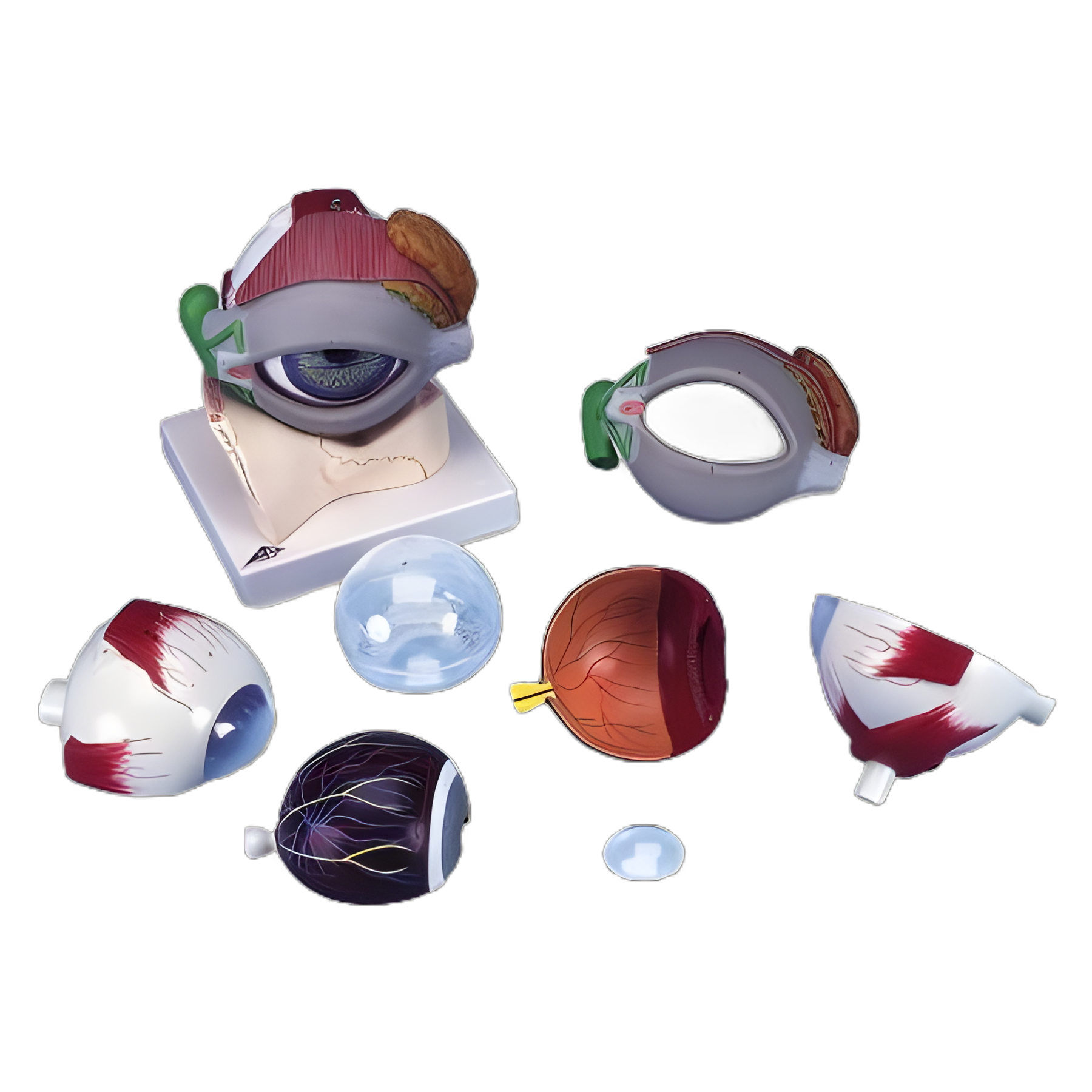 3B Scientific® 5 Times Full Size Human Eye Anatomy Model, 8-Part