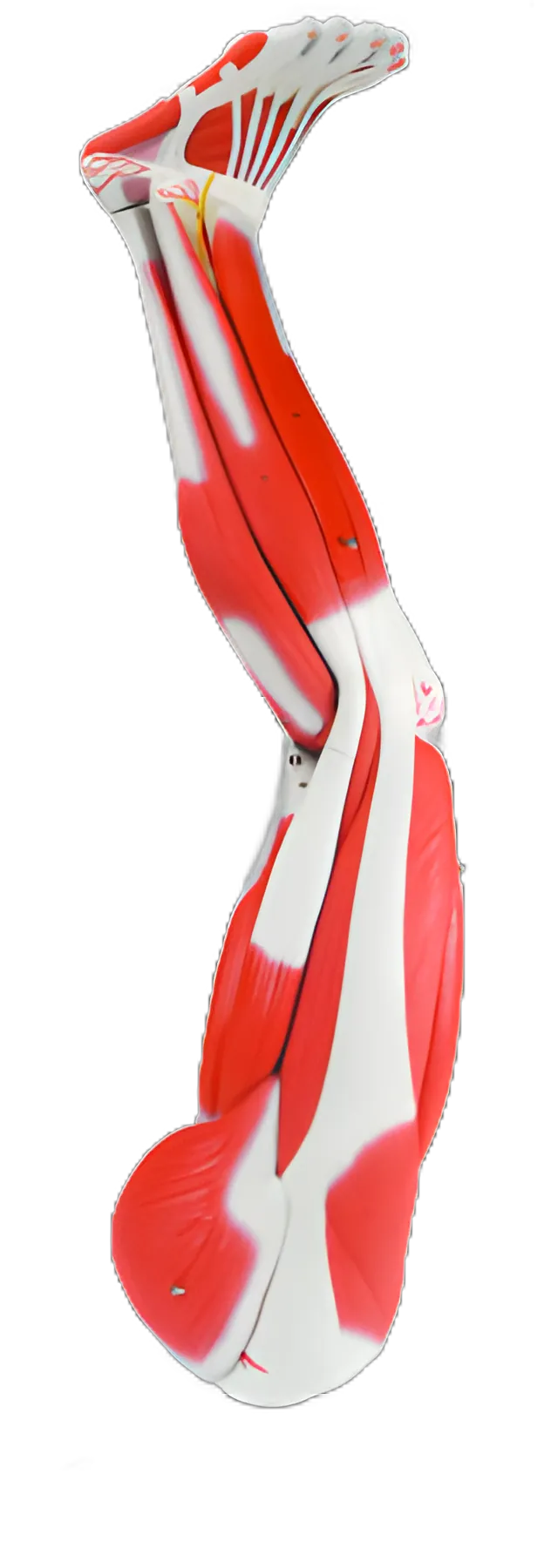 Muscular Leg Model 11 lbs - 3/4 Life Size, 9-Part Anatomy Teaching Tool