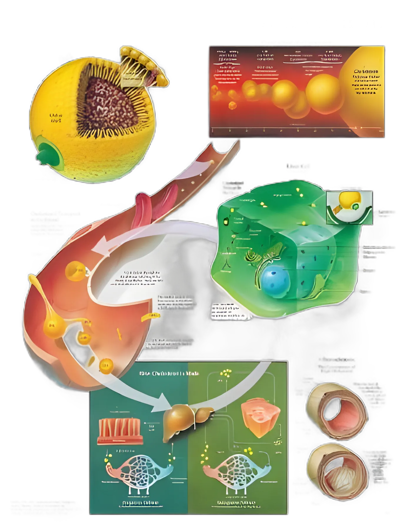 Anatomical Chart Understanding Cholesterol 20 X 26 Inch Plastic Wall Mount Laminated