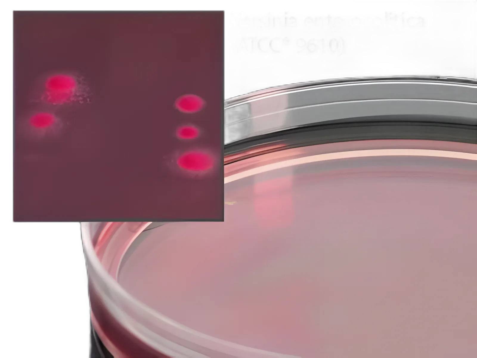 Cefsulodin-Irgasan-Novobiocin (CIN) Mono-Plate Prepared Media by Hardy Diagnostics