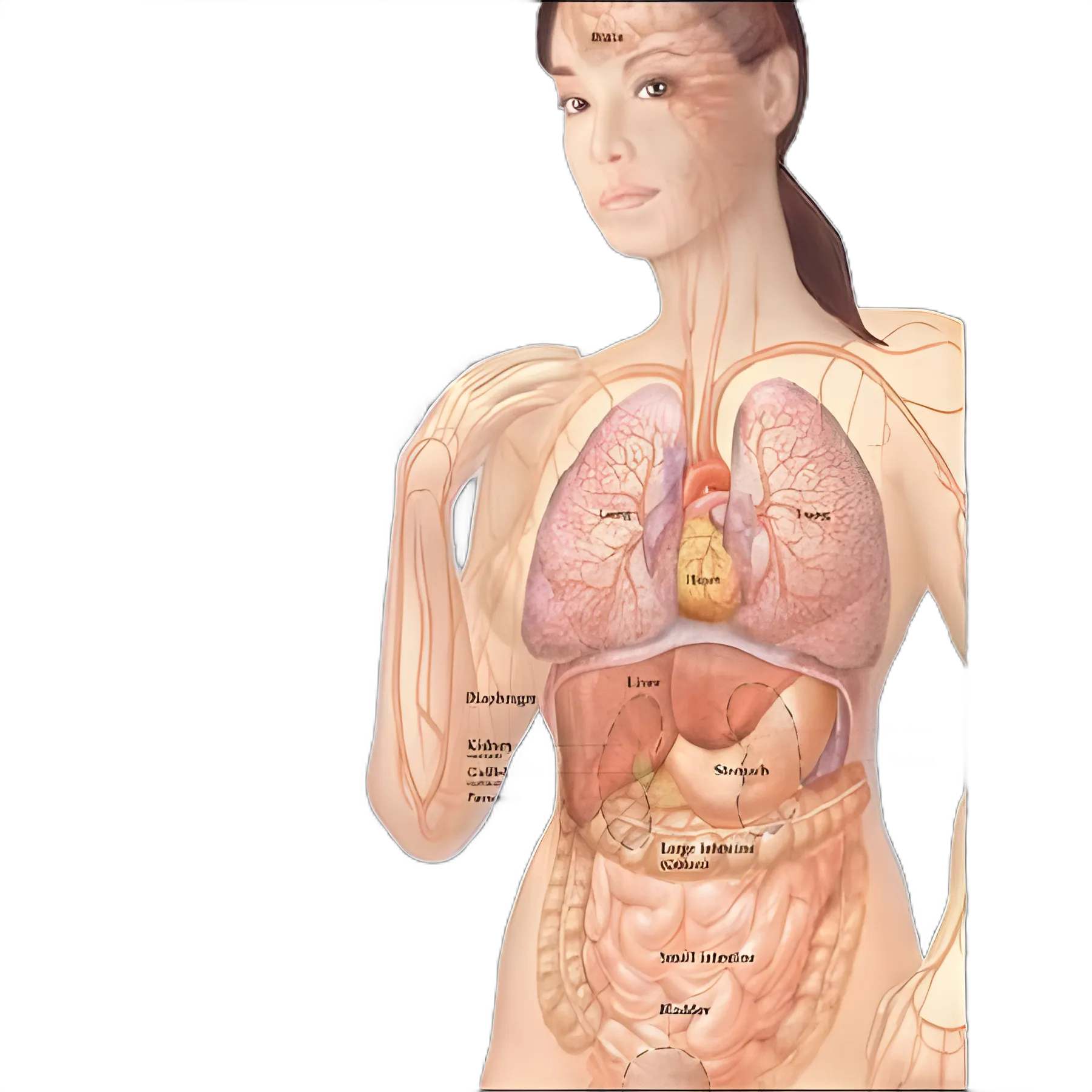 Anatomical Chart Internal Organs of the Human Body 20 X 26 Inch Plastic Wall Mount Laminated