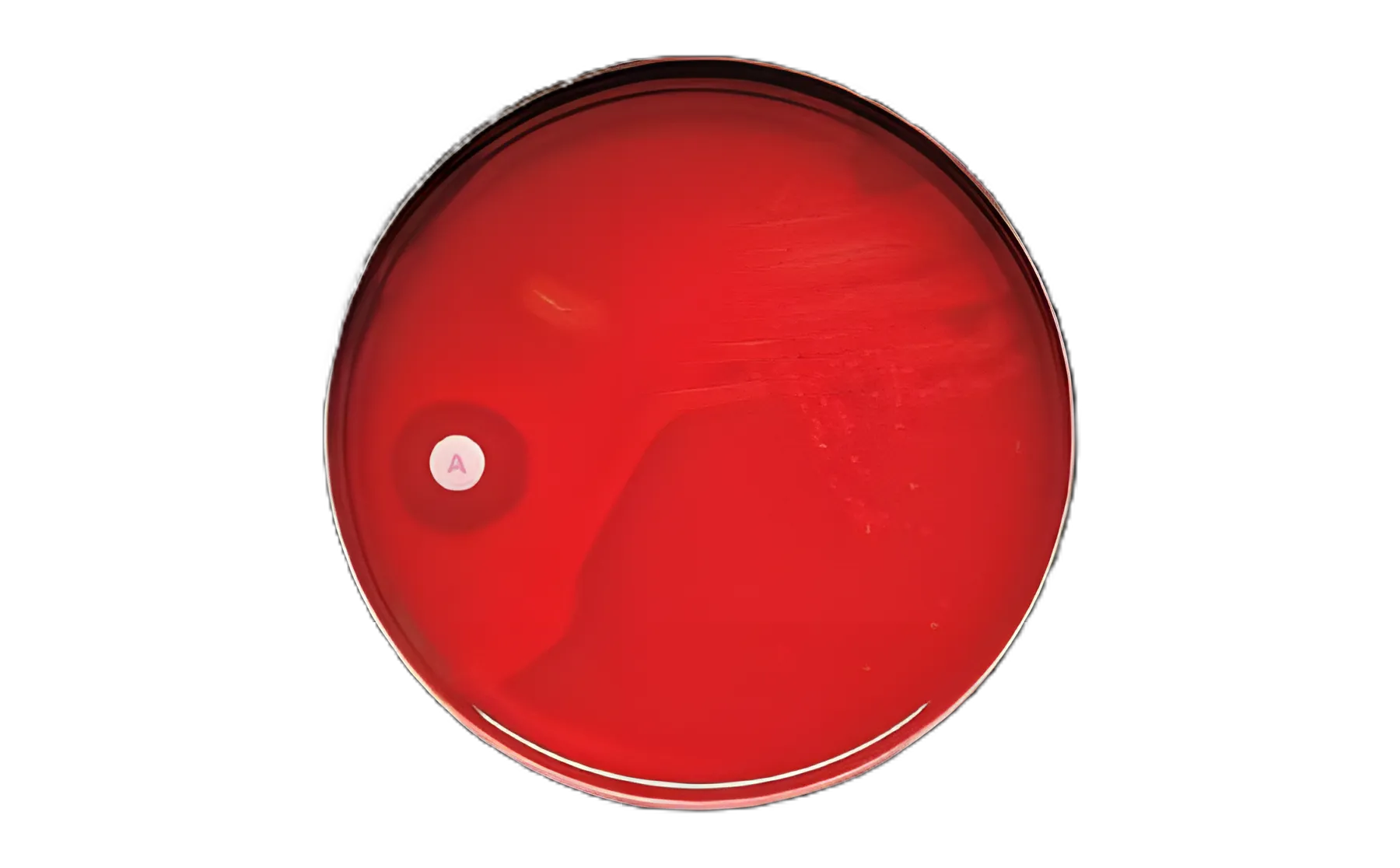 Differentiation Disc BBL™ Taxo™ A Bacitracin 0.04 U - 231040