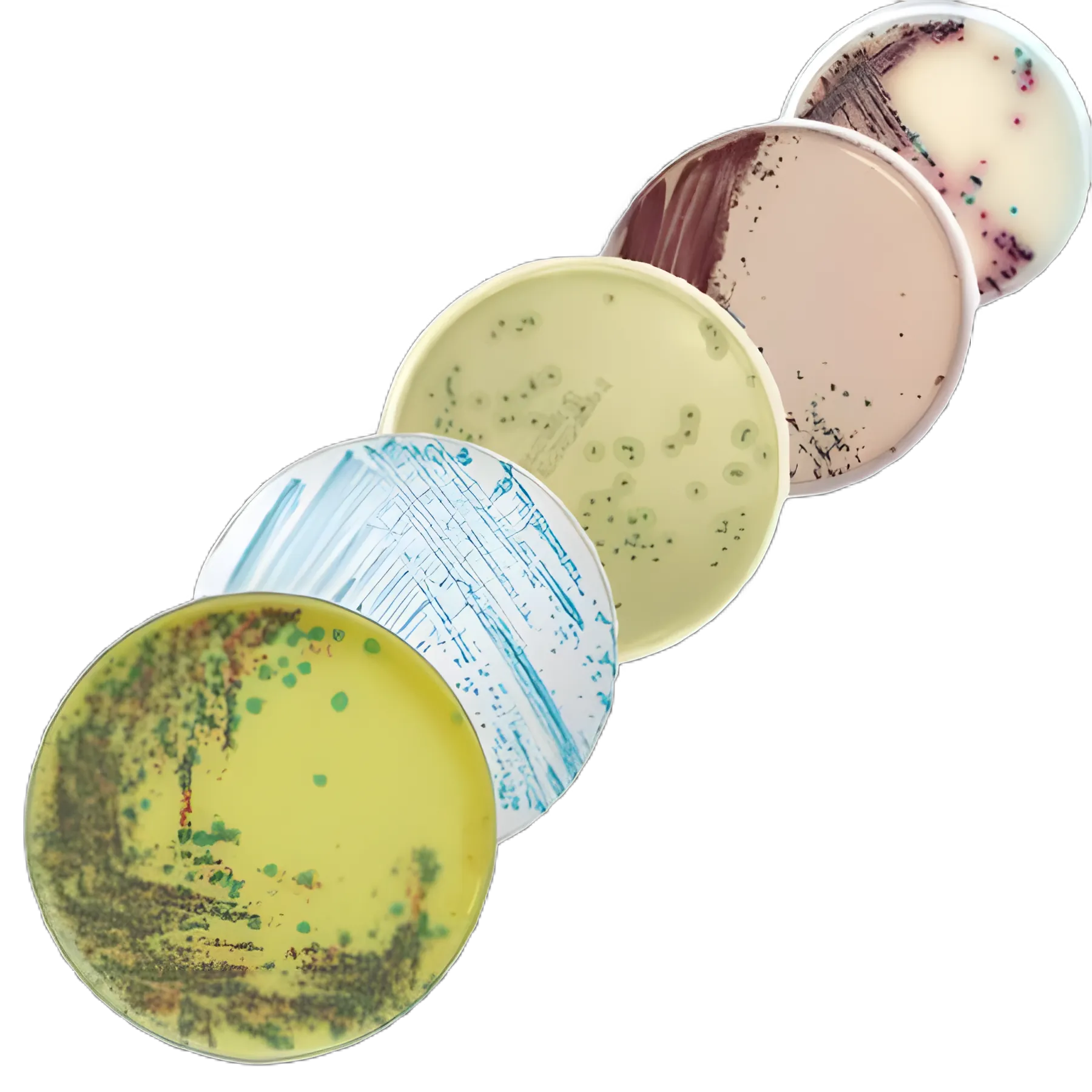 Culture Media chromID CPS Elite CPSO Agar Mono-Plate 416173 for Clinical Laboratories
