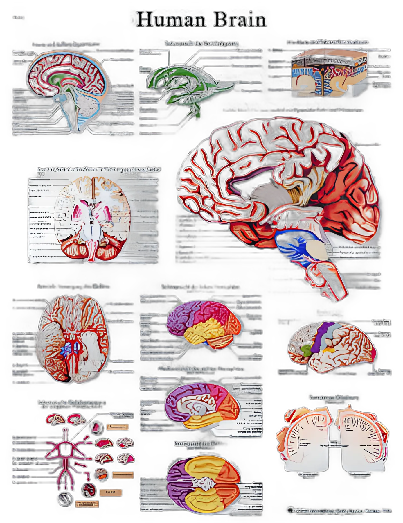 Laminated Human Brain Anatomy Chart 20x25 Inch - Durable Medical Education Poster