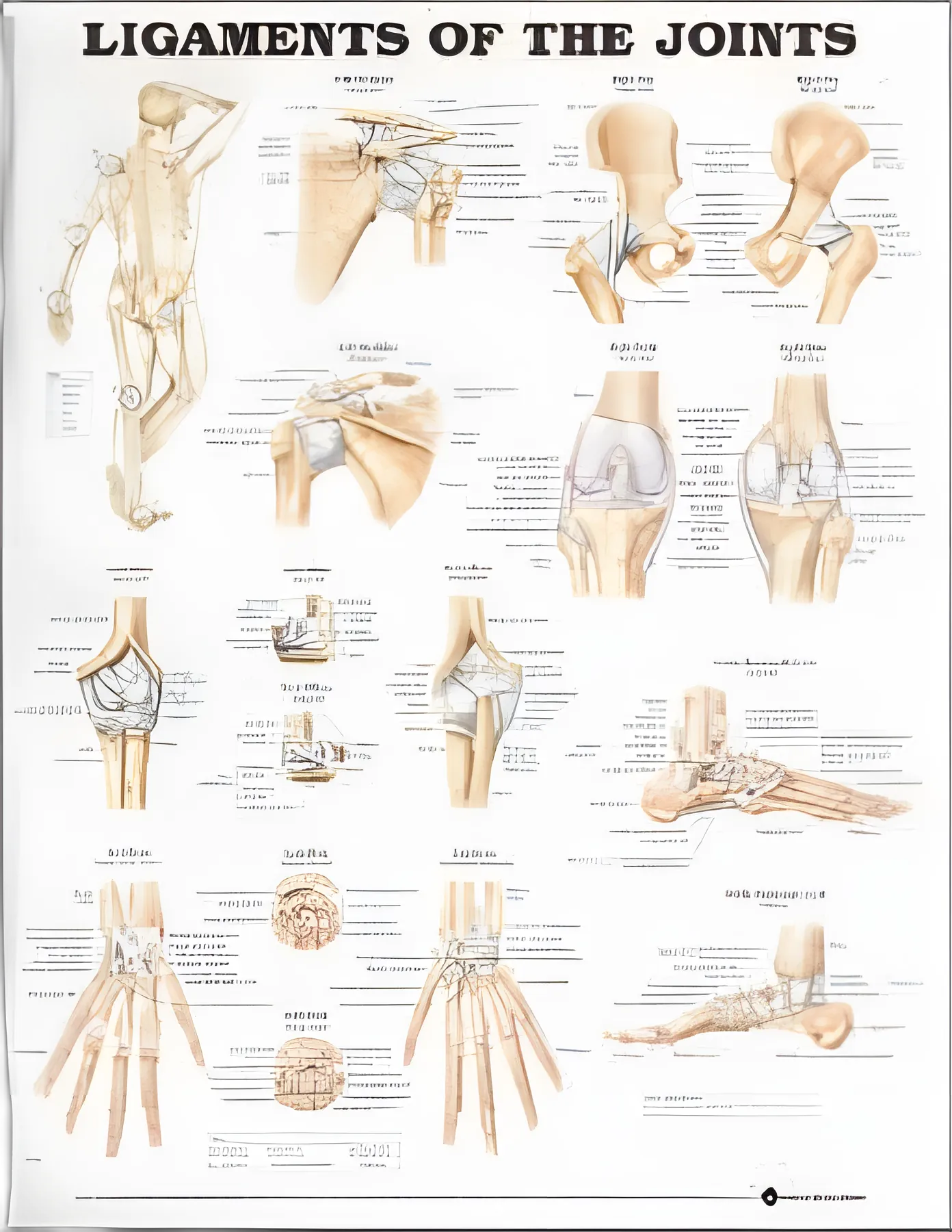 Anatomical Chart Joints 20 X 26 Inch Heavy Paper Grommets Laminated - 9781587794674