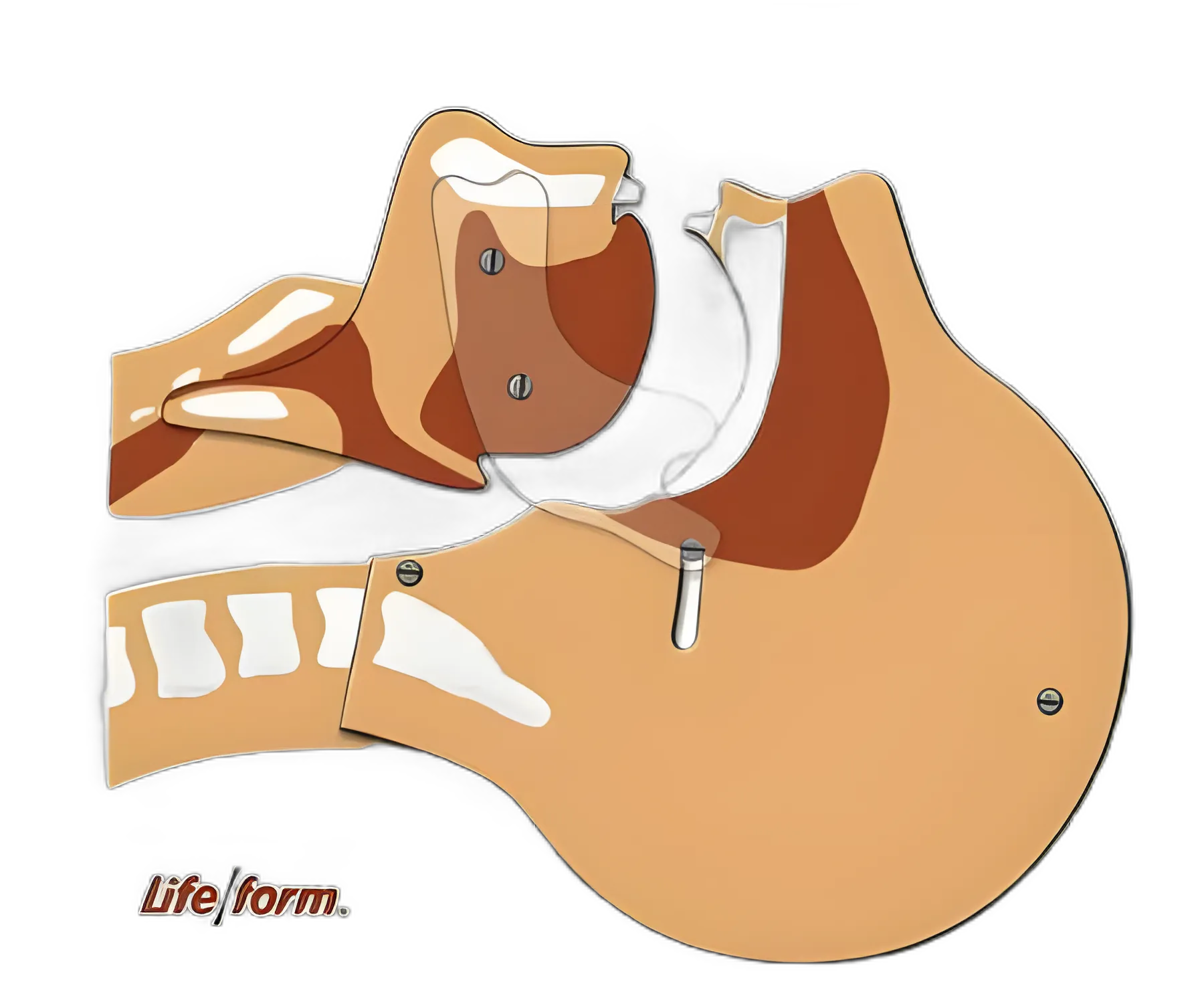 Life/form® Airway Simulation Board for Medical Training