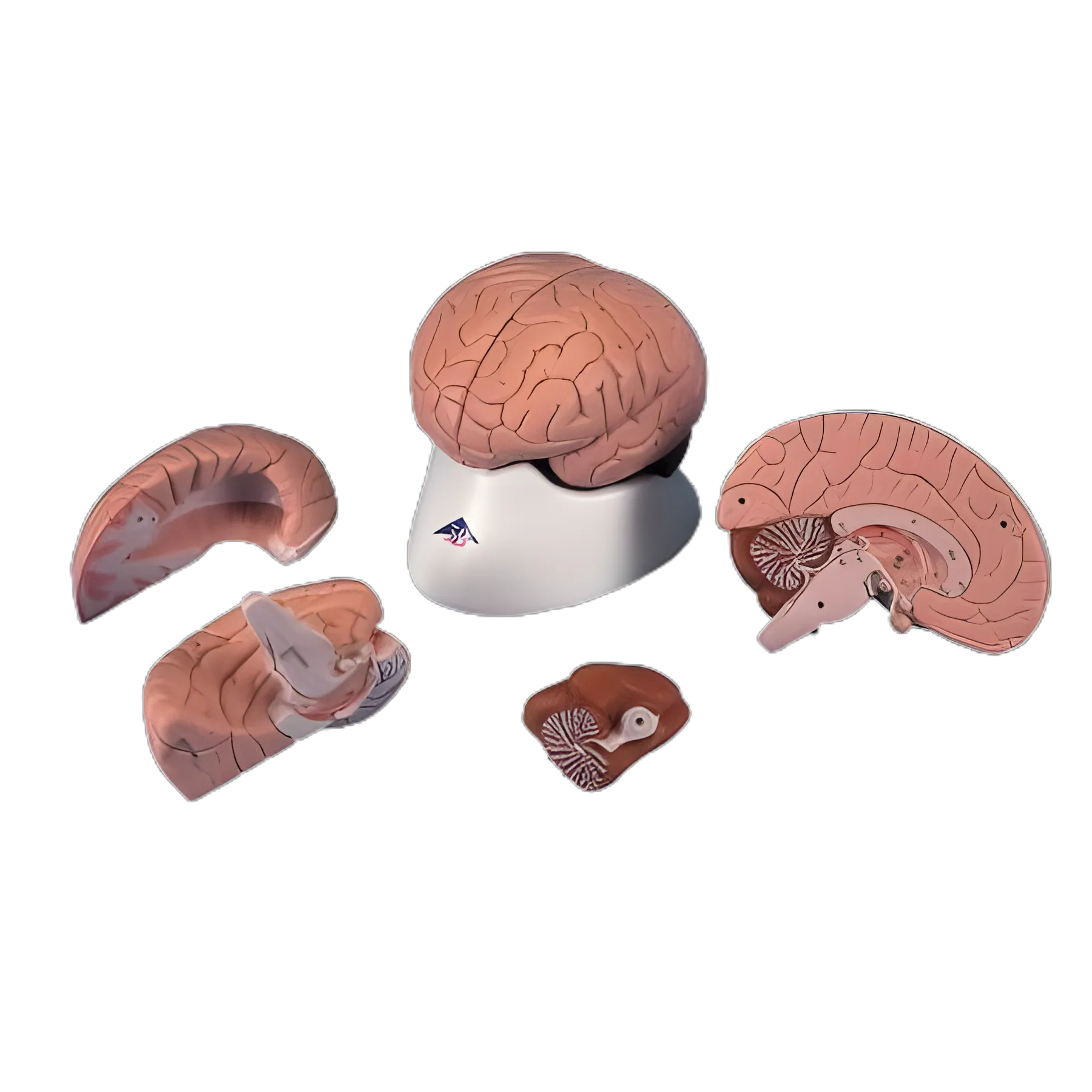 3B Scientific® 4-Part Brain Model for Medical Education, 1.98 lbs