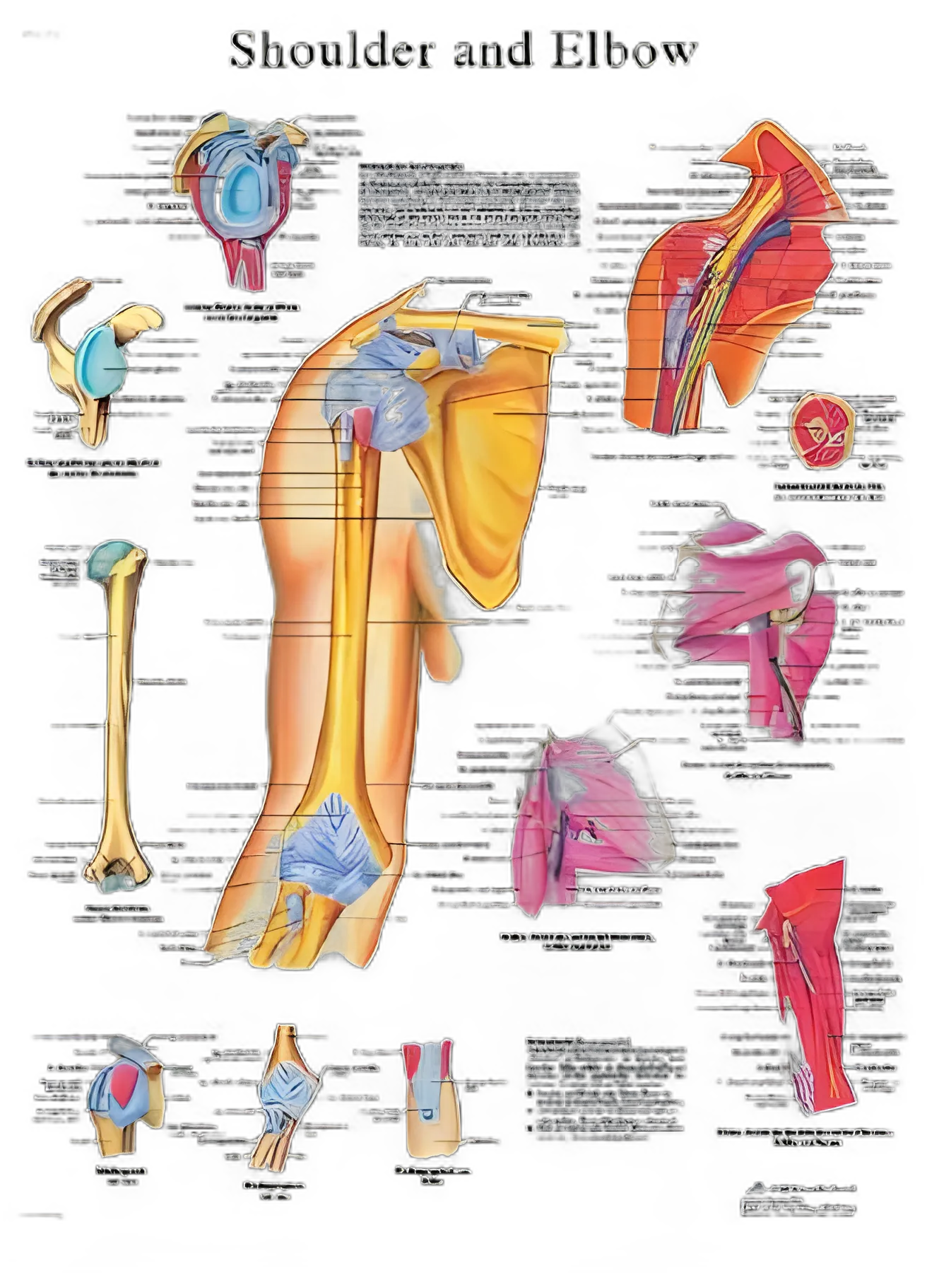 Anatomical Chart Shoulder and Elbow 20 X 25 Inch Laminated
