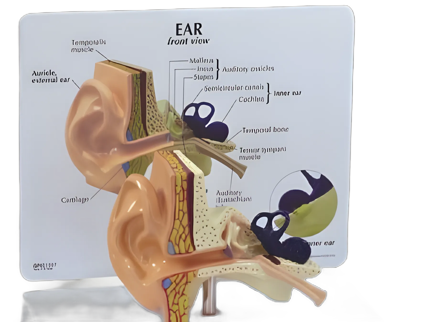 Nasco Human Ear Anatomical Model - Full-Size Male Ear with Detailed Structures