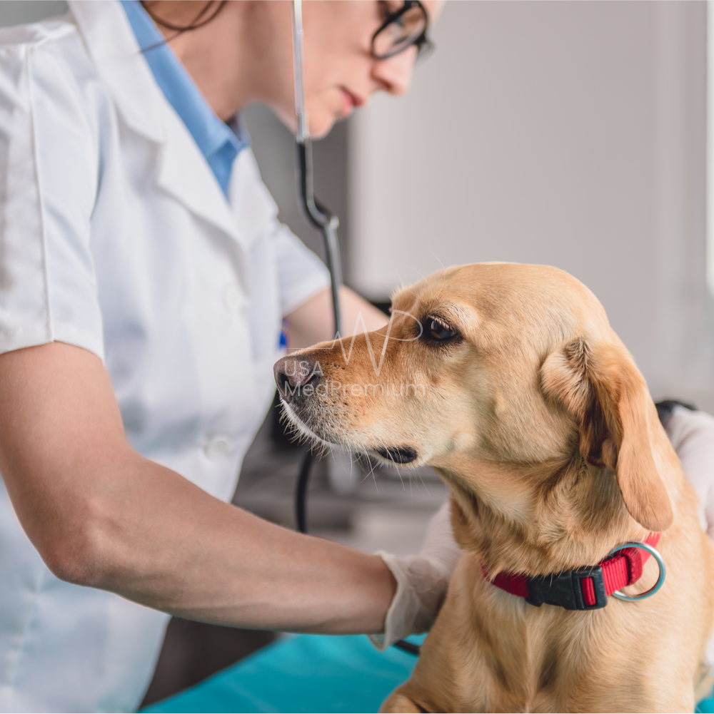 Veterinarian listening to a golden retriever's heart with a stethoscope on the exam table while the owner holds the dog